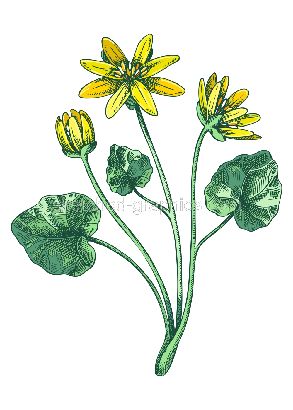 Lesser celandine sketch in color. Buttercup floral drawing. Hand drawn vector illustration.  Spring woodland flower, wildflowers Illustration